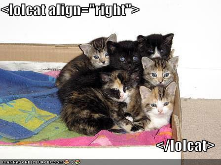 lolcats
